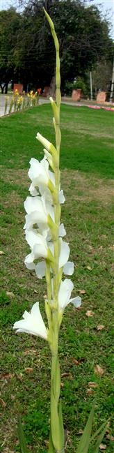 Gladiolus x gandavensis